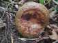 Begöngyöltszélű cölöpgomba (Paxillus involutus), Pilis